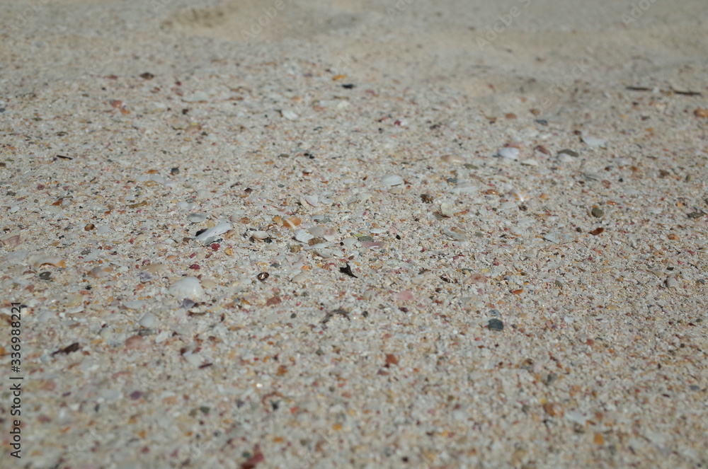 Seashell and coral pieces in Japanese island, Tanegashima. Seashell and coral pieces in Japanese island, Tanegashima.