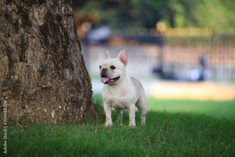 french bulldog on the grass in the park. Beautiful dog breed French Bulldog in autumn outdoor grass french bulldog on the grass in the park. Beautiful dog breed French Bulldog in autumn outdoor grass
