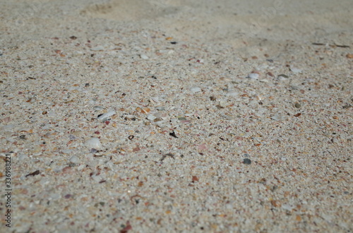 Seashell and coral pieces in Japanese island, Tanegashima.
