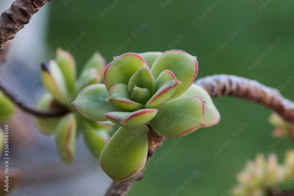 Succulant plant closeup of plant head growing on a branch Succulant plant closeup of plant head growing on a branch