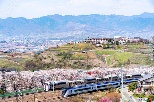 山梨県 勝沼ぶどう郷の甚六桜