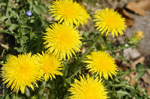 Gruppe bl  hender L  wenzahn Blumen auf einer Weise in der Sonne