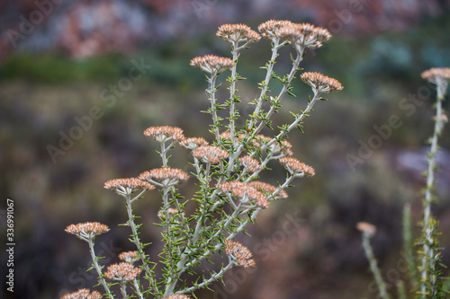 'White Bristle Bush' or 'Blombos' branch closeup of a fynbos plant (Metalasia muricata)