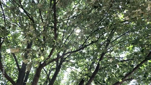 sunlight in trees of green summer forest