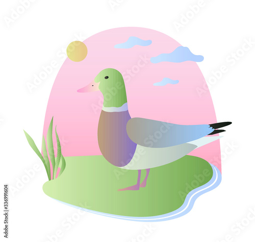 Cute vector illustration of a duck drake walk in countryside in summer, beautiful pastel colors