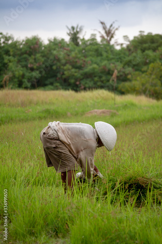 man working in a rice field