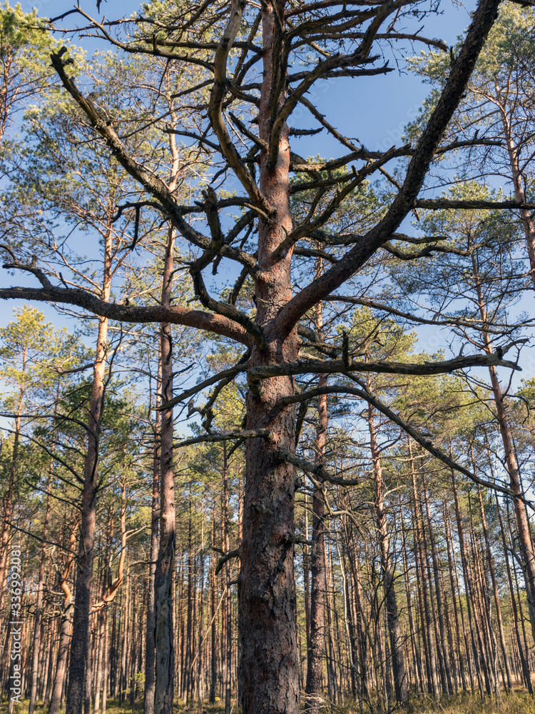 Fototapeta premium landscape with a swamp pine silhouette