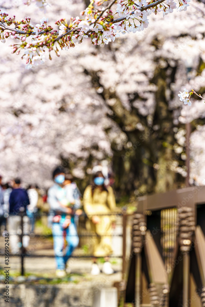 山梨県 勝沼ぶどう郷の甚六桜 山梨県 勝沼ぶどう郷の甚六桜