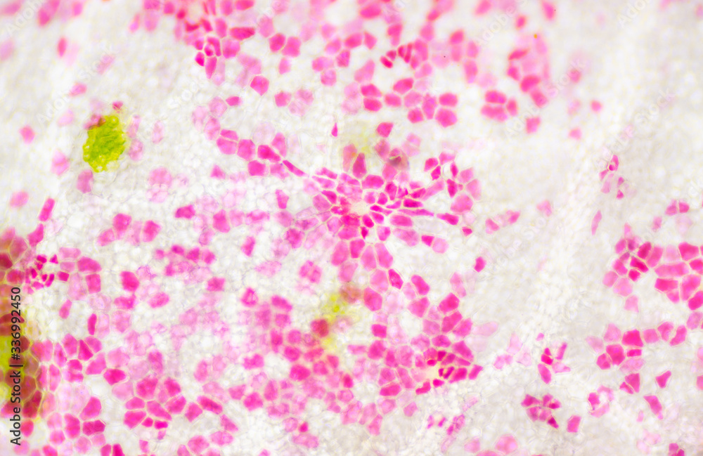 Blur texture of plants cells. Blur texture of plants cells.
