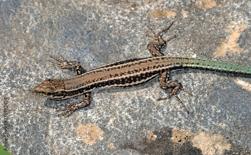 Cretan Wall Lizard - Podarcis cretensis, Crete