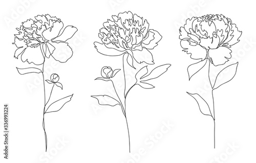 Beautiful peony flower set. Line art concept design set. Continuous line drawing. Stylized flower symbol. Vector illustration