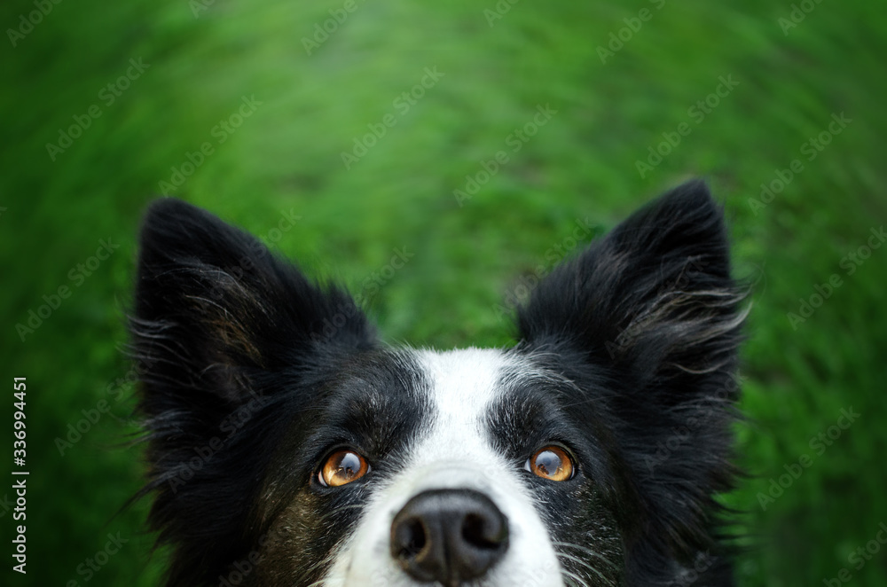 border collie dog relaxing on the lawn at home funny photo cute dog
