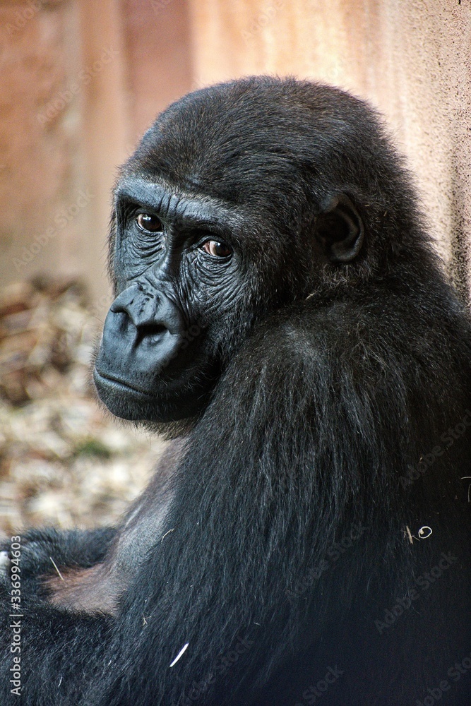 gorilla gorilla