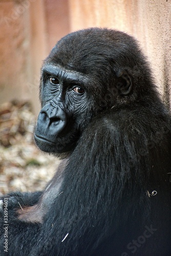 gorilla © Simona