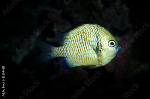 pesce tropicale © giorgiocavallaro