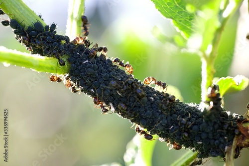 Culture de pucerons fourmis photo