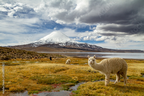 Fototapeta Naklejka Na Ścianę i Meble -  Alpaca or Llama at the base of a snowy mountain lake Chungara at the base of a snowy mountain.