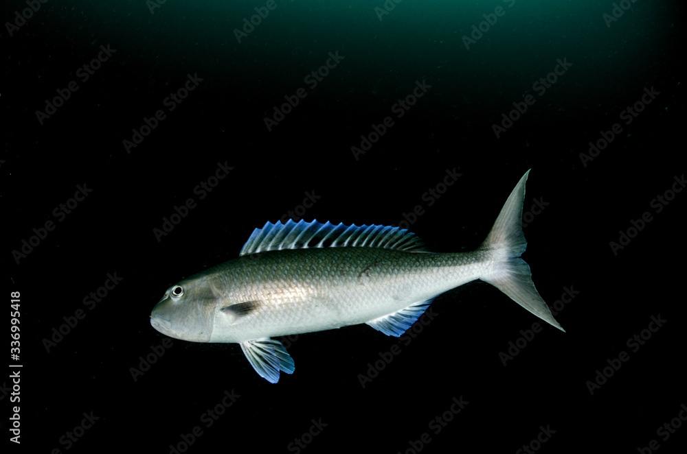 Fototapeta premium pesce tropicale