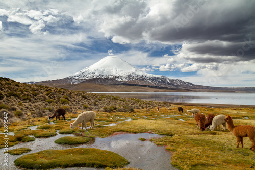Alpaca or Llama at the base of a snowy mountain lake Chungara at the base of a snowy mountain.