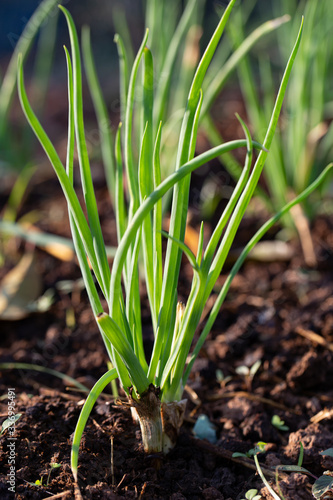 Close up of scallion or green onion clump in garden with sunlight and blurred background. selective focus