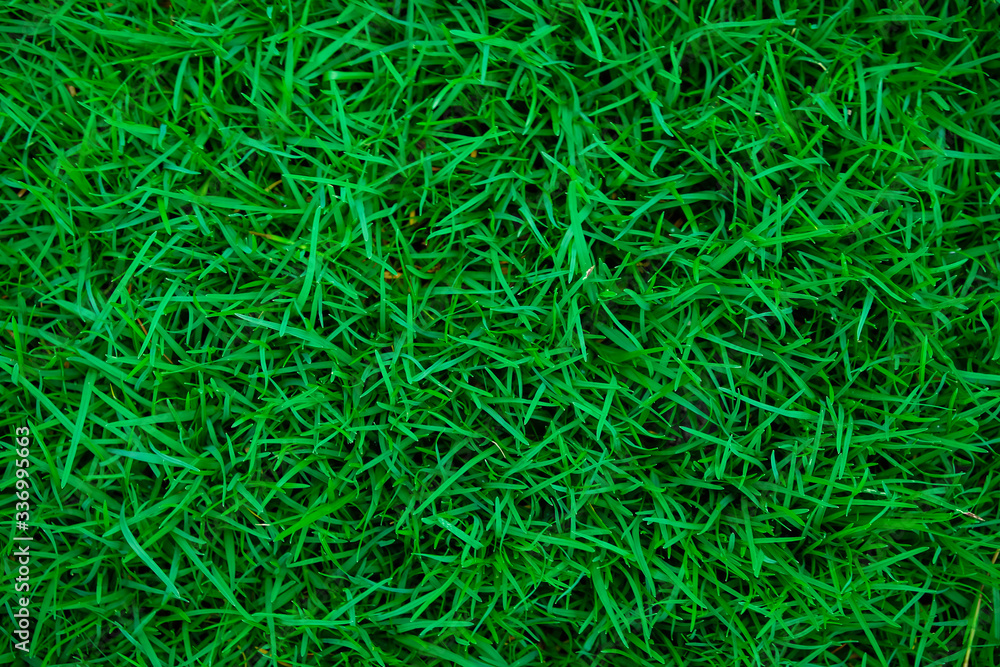 Abstract green nature grass botanic background