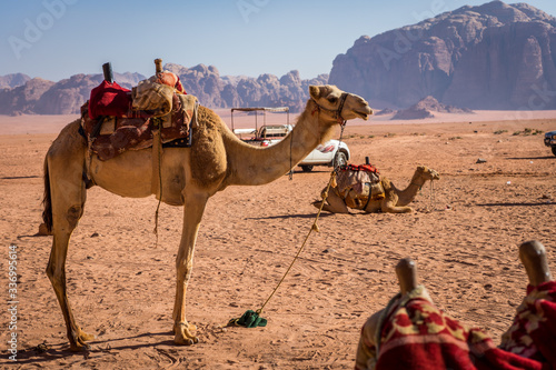 Tourists camels and jeeps in wadi rum desert, animals in the sand desert © Lea Digszammal