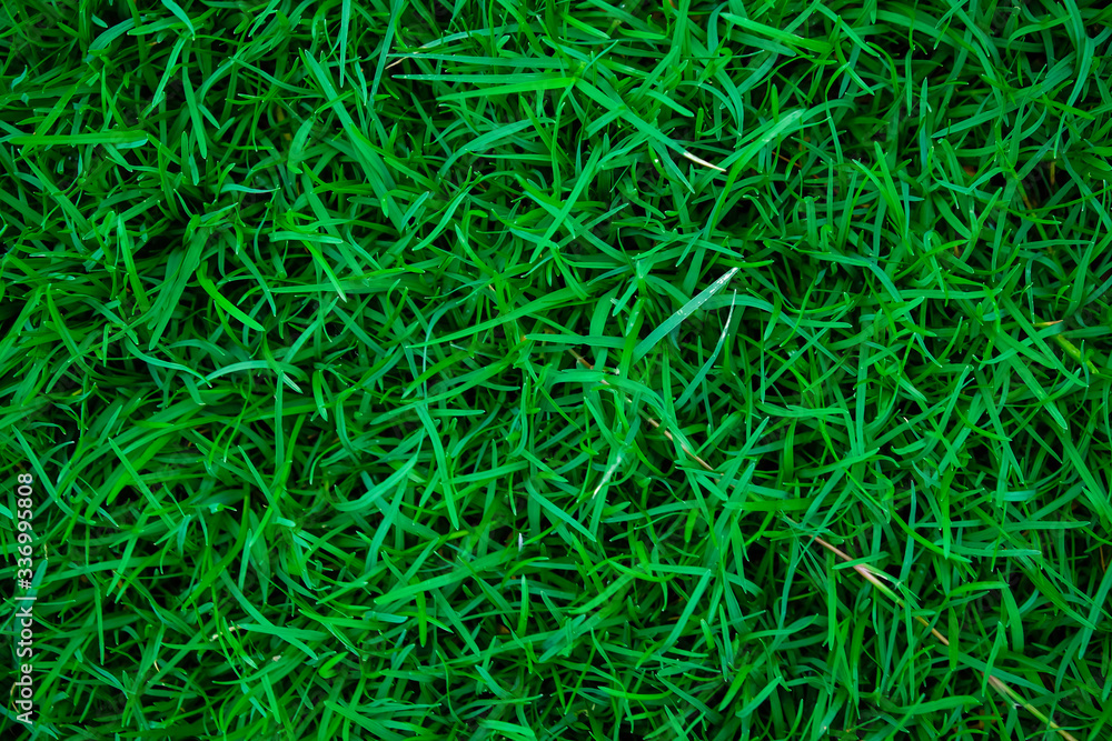 Abstract green nature grass botanic background Abstract green nature grass botanic background