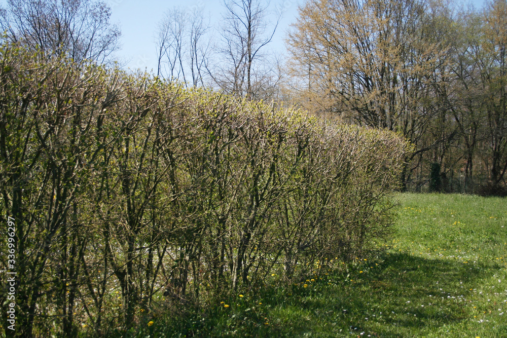 Common privet hedge with fresh new leaves on springtime season. Ligustrum vulgare tree in the garden 

