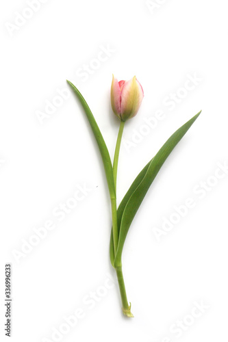 Pink Tulip flower with green leaves isolated on white background
