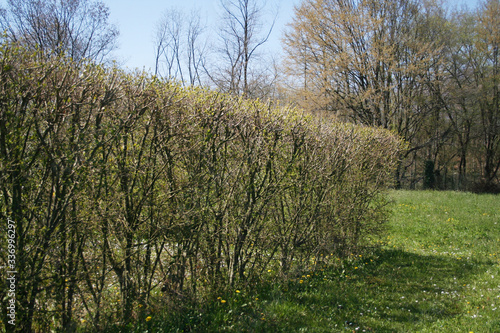 Common privet hedge with fresh new leaves on springtime season. Ligustrum vulgare tree in the garden 