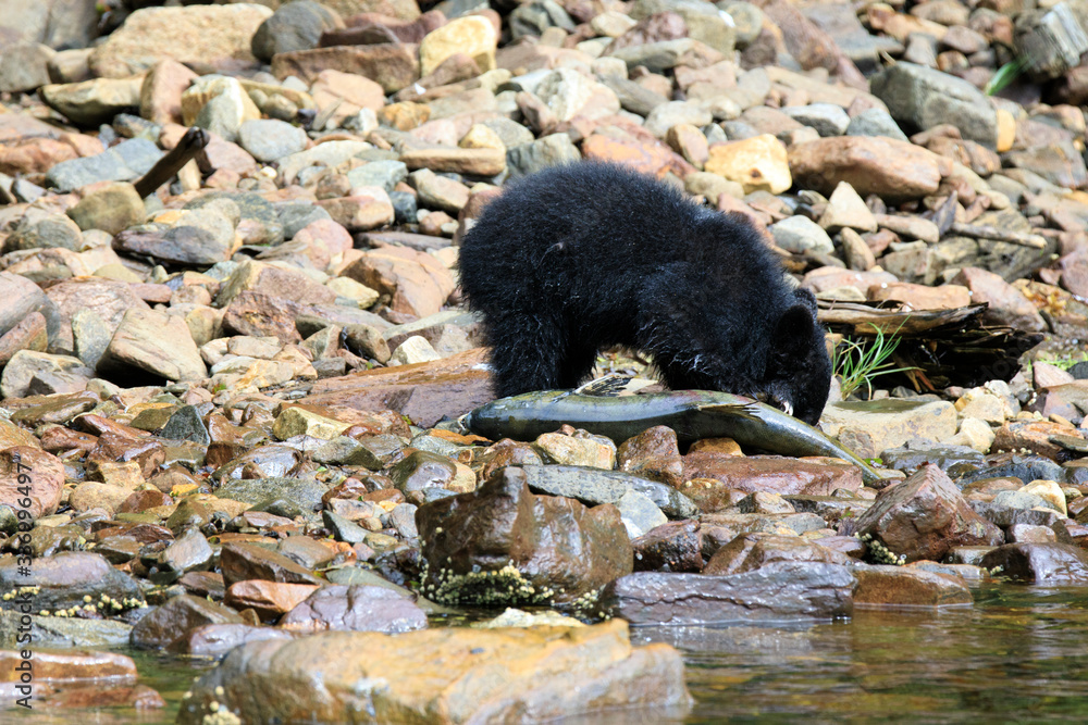 Neets Bay, Alaska / USA - August 18, 2019: Alaska black bear, Neets Bay, Alaska, USA Neets Bay, Alaska / USA - August 18, 2019: Alaska black bear, Neets Bay, Alaska, USA