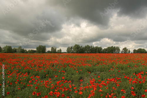 Spring landscape with a field of blooming wild poppies