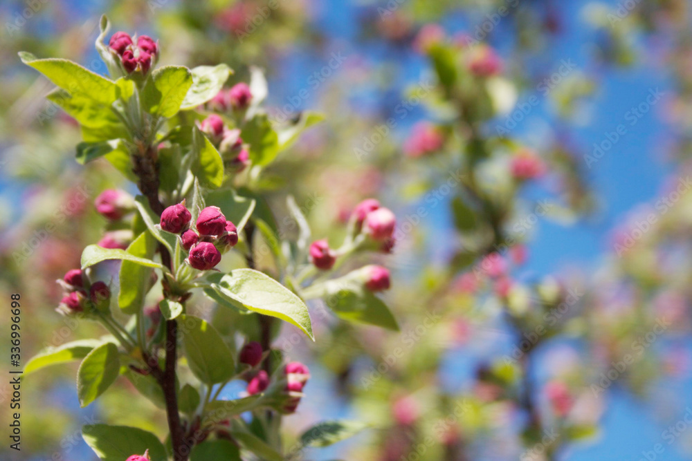 Pink apple tree blossoms on branch on springtime in the orchard on a sunny day. Malus domestica
Pink apple tree blossoms on branch on springtime in the orchard on a sunny day. Malus domestica