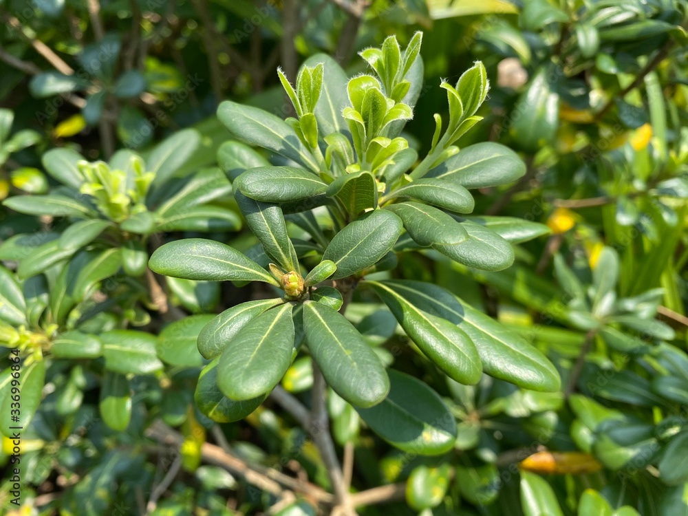 Fototapeta premium Closeup of a green budding plant.