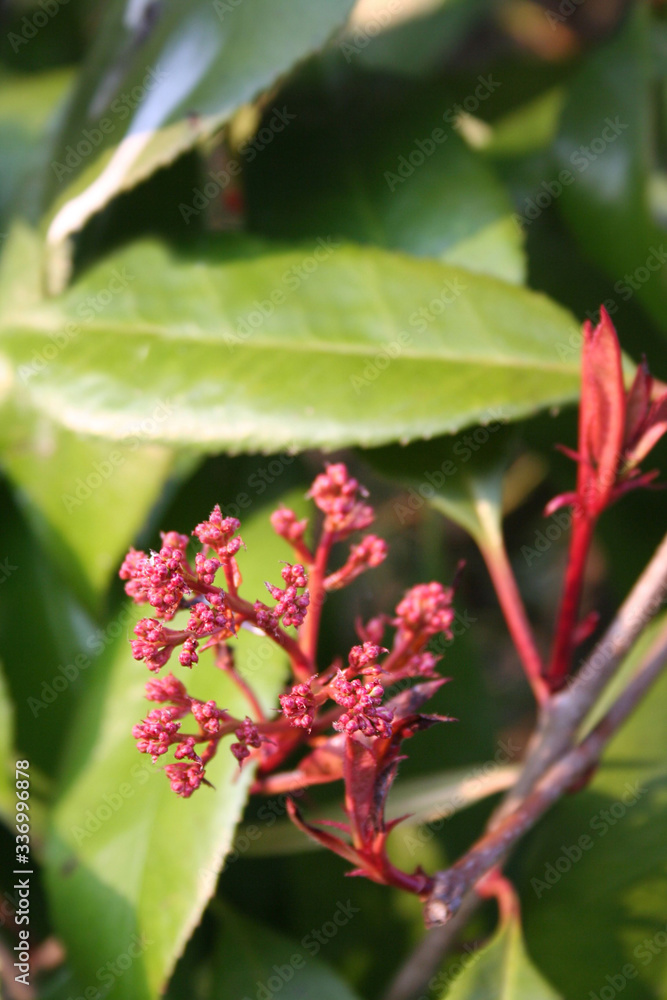 Red Robin Photinia blossoms on branch on springtime on a sunny day. Photinia x fraseri in bloom in the garden
Red Robin Photinia blossoms on branch on springtime on a sunny day. Photinia x fraseri in bloom in the garden