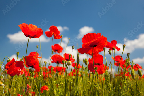 Red wild poppies against the blue sky