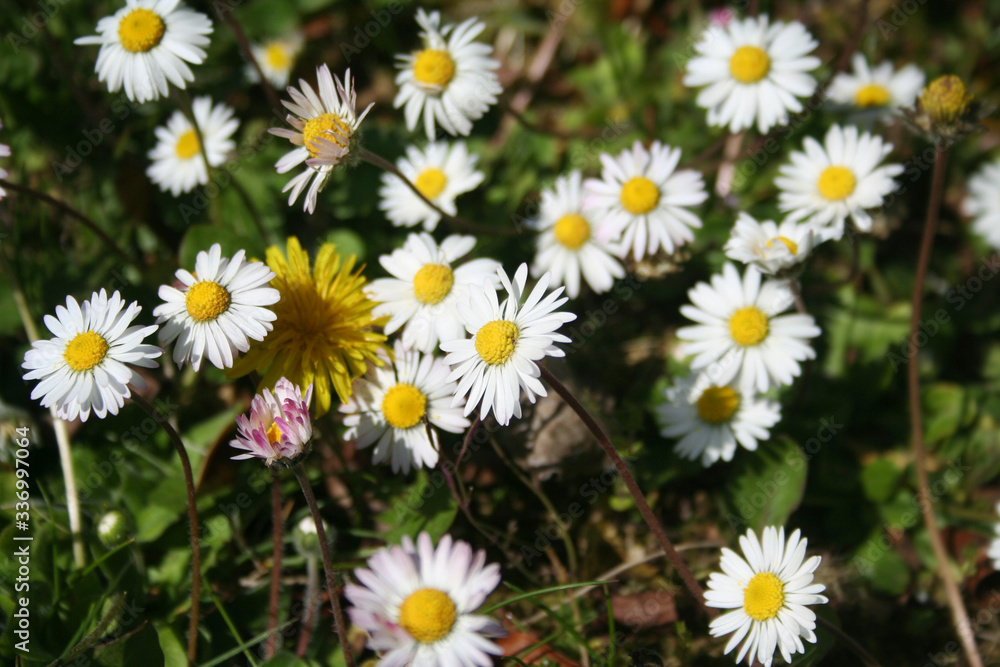 Common daisies flowers. Bellis perennis plant in bloom on springtime
Common daisies flowers. Bellis perennis plant in bloom on springtime