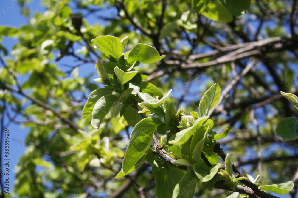 Quince tree fresh new green leaves on branch against blue sky. Cydonia oblonga in the garden on springtime
Quince tree fresh new green leaves on branch against blue sky. Cydonia oblonga in the garden on springtime