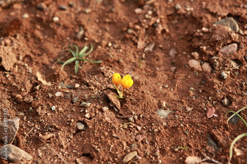 yellow crocus flower growing in spring