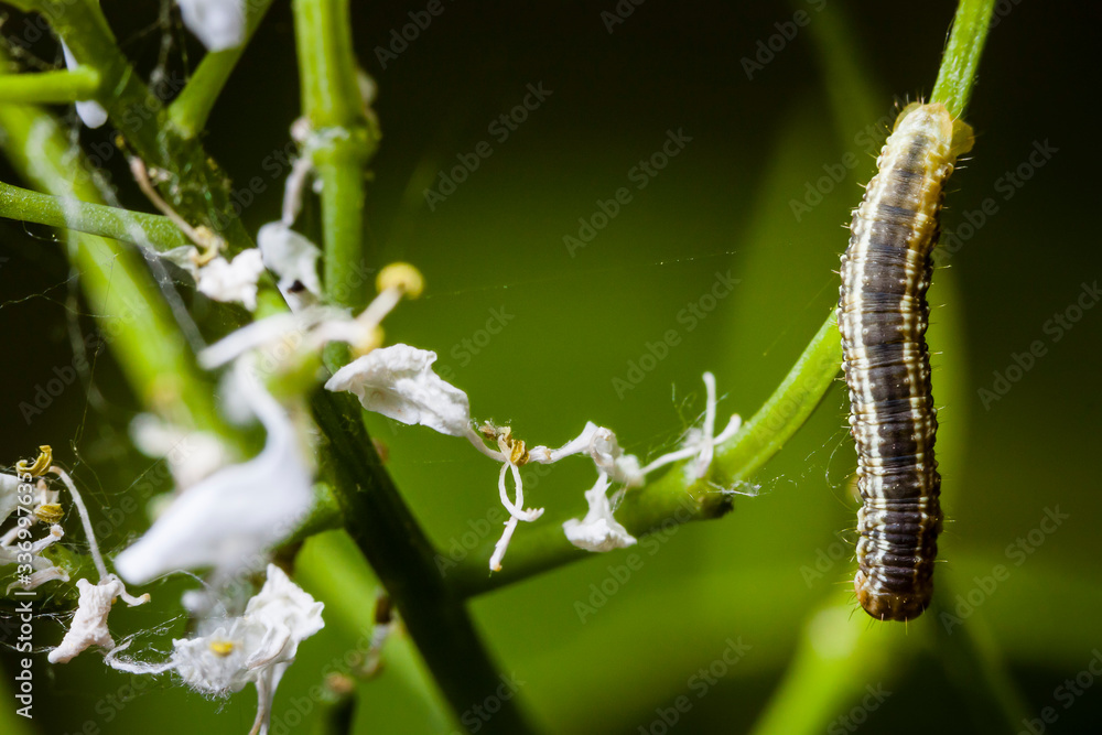 Macro photo d'insectes Macro photo d'insectes