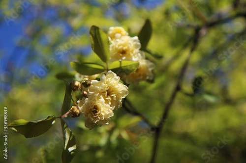 Wallpaper Mural Arbusto di rosa rampicante, in primavera, con fiori giallo pallido a mazzetti appena sbocciati, che si stagliano sull’azzurro intenso del cielo, primo piano Torontodigital.ca
