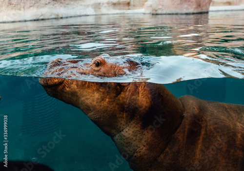 Obraz na plátne Hippopotamus underwater in a Zoo