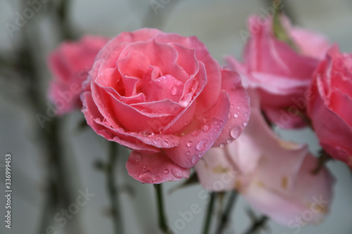 rosa rose mit tau oder regen tropfen