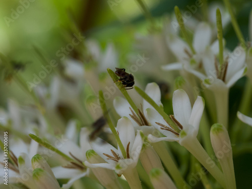 bee on a flower © Jongsatit