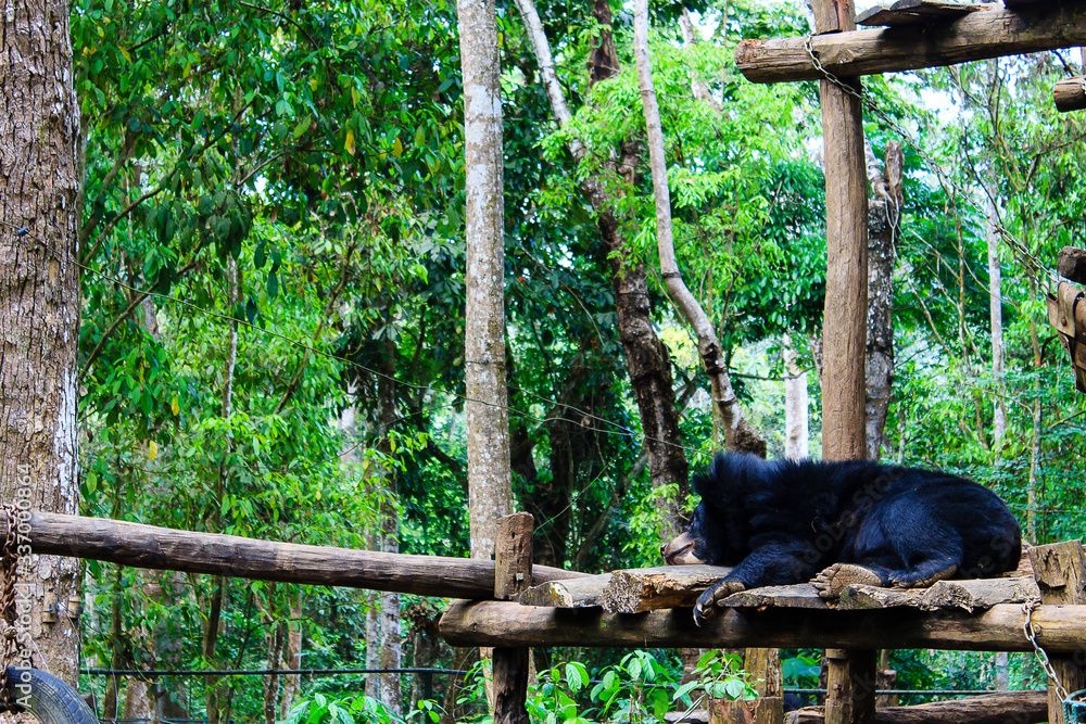 Obraz premium Bears at Kuang Si Bear Rescue Centre Near Launag Prabang in Laos