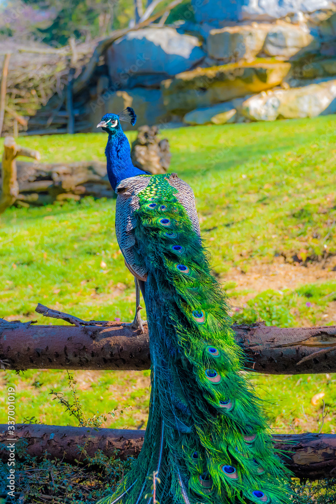 Fototapeta premium Indian peafowl, Blue peafowl, beautiful spectacular fan, portrait of beautiful peacock.