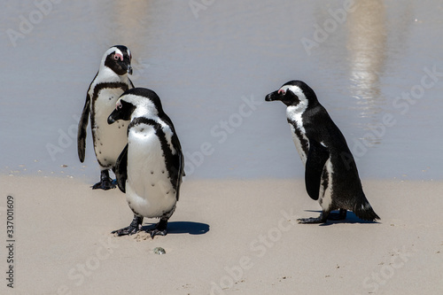 Pinguine an einem Strand
