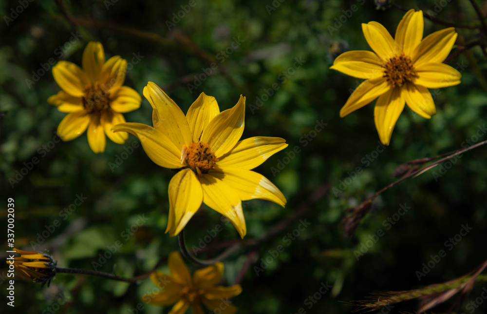yellow flowers in the garden yellow flowers in the garden
