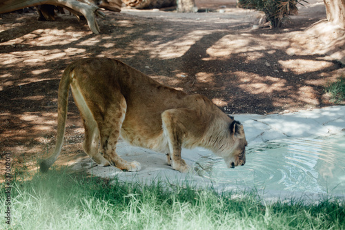 Lion drinking at waterhole