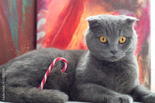 Scottish fold cat playing with mice beautiful